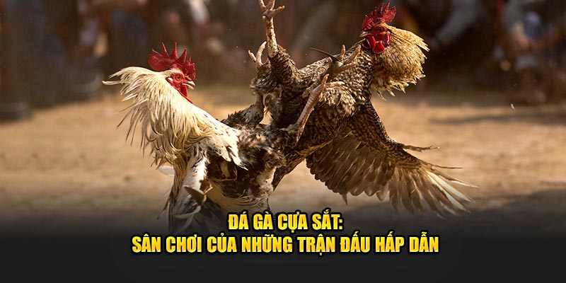 Đá gà cựa sắt